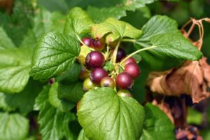 Black currants can grow well on sandy or heavy and loamy soil as long as their nutrient requirements are met. They prefer damp, fertile ground, but not waterlogged.