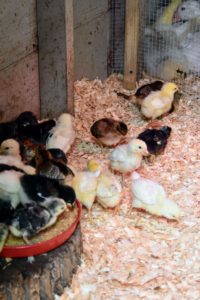 On average, about 10-chicks can consume approximately one-pound of chick starter feed per day. A good chick starter feed will contain protein for weight gain and muscle development, plus vitamins and minerals to keep them healthy and to build their immune systems.