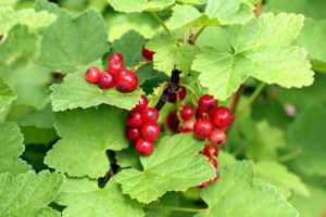 The English word “currant” has been used to describe this fruit since the 16th century. It was taken from the fruit’s resemblance to the dried currants of Greece, which are raisins made from a small seedless grape.