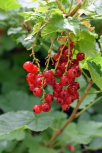 The tart flavor of red currant fruit is slightly greater than its black currant relative, but with the same sweetness.