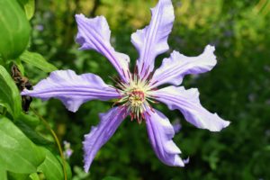 This is Clematis ‘Blue Ravine’ – brilliantly colored soft violet blooms with leathery-textured foliage.