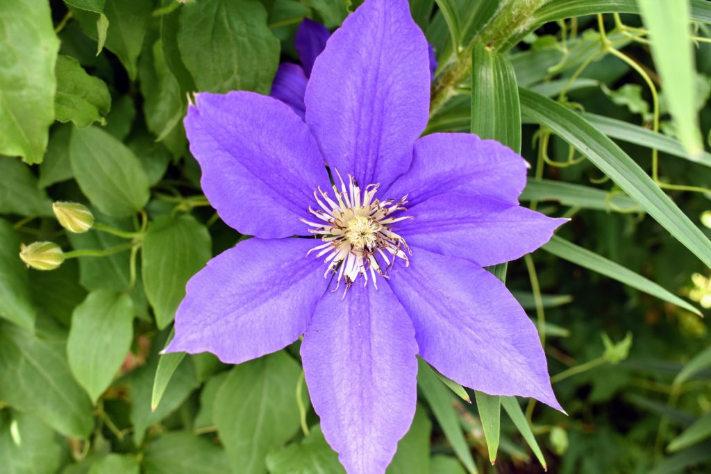 My Blooming Clematis - The Martha Stewart Blog