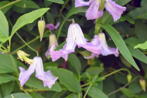 This is clematis viticella ‘Betty Corning’, which has slightly fragrant, bell-shaped flowers that bloom from summer to fall.