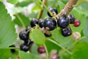 The best time to pick black currants is when they are dry and ripe. The varieties of black currants in my garden include ‘Ben Sarek’ and ‘Ben Lomond.’