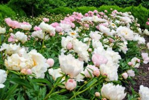 Peonies are considered northern flowers - they tolerate, and even prefer, cold winter temperatures. They are hardy in zones 3 through 8 and need more than 400-hours of temperatures below 40-degrees Fahrenheit annually to break dormancy and bloom properly.