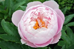 Peonies are easy to maintain - for the most part, they are disease resistant and they do not require any pesticides. They do, however, take some time to get established, so be patient.