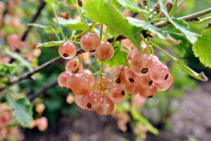 Pink Champagne’ currants are pendant clusters of fruits the color of champagne blushed with pink. These currants are less tart than the red, and among the sweetest of all currants.