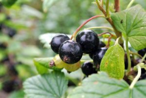 A well established black currant bush can produce up to 10-pounds of berries per year.