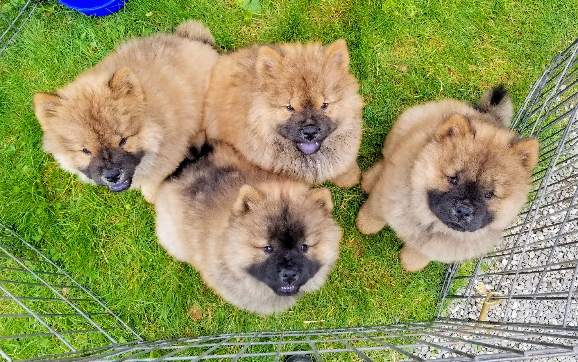 A Chow Chow Puppy at the Farm The Martha Stewart Blog