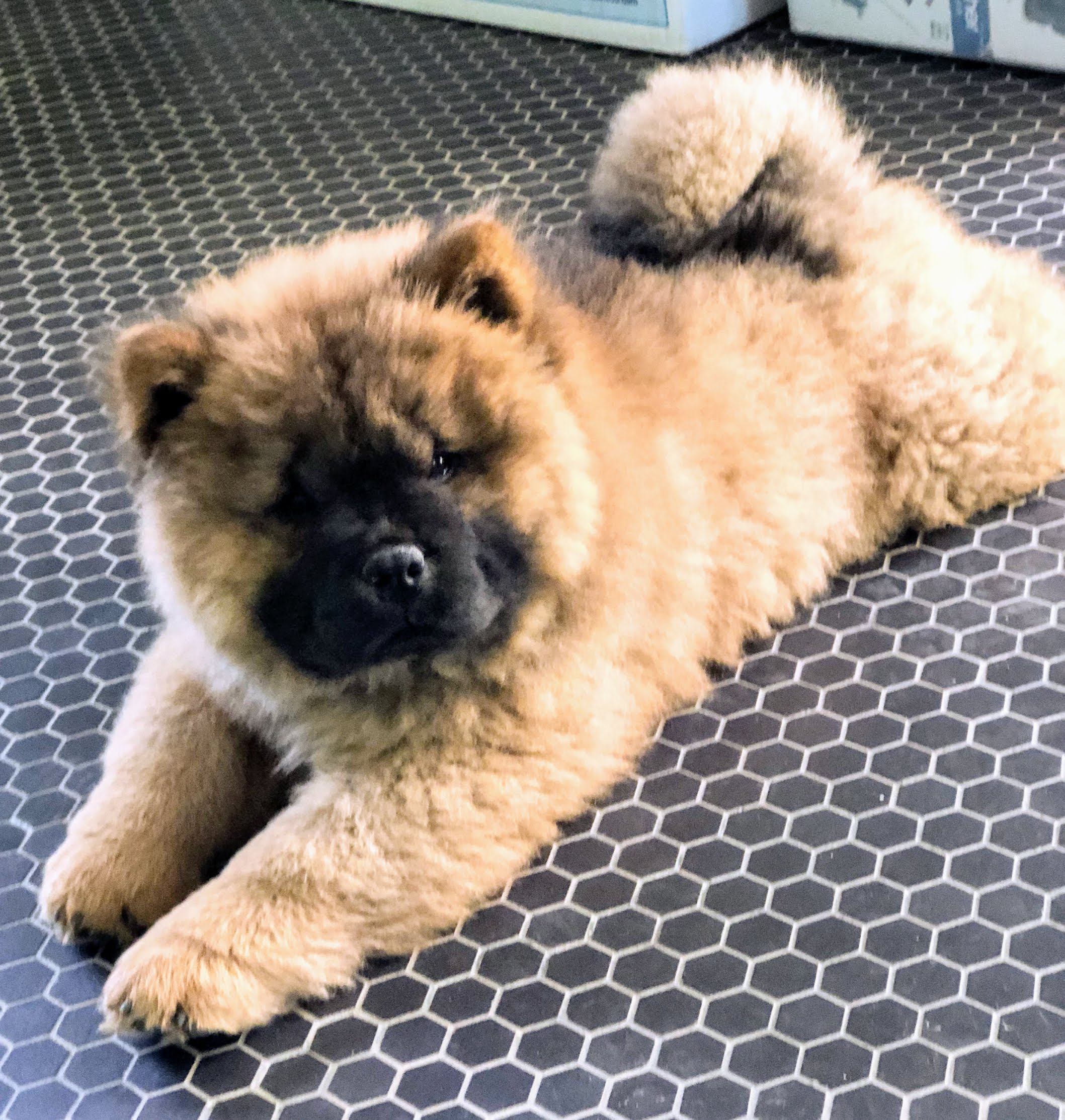 Baby chow deals chow puppies