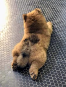 Many dogs, especially puppies, like to lie down with their legs stretched out behind them like frogs - the cool tiled floor must feel refreshing on Han's belly. Does your dog do this?