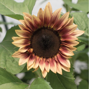 These flowers are tall, single-stemmed plants with three to four inch pollenless blooms. (Photo courtesy of Johnny's Selected Seeds)
