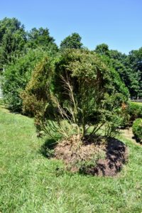 Severely damaged boxwoods go to another area of the farm where they can be replanted and hopefully nurtured back to good health.