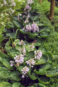 My hostas are also looking very lush in this garden. Hosta is a genus of plants commonly known as hostas, plantain lilies and occasionally by the Japanese name giboshi. Hostas are widely cultivated as shade-tolerant foliage plants.