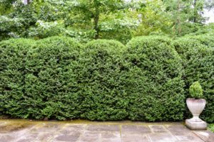 The entire garden is surrounded by a hedge of American boxwood. These hardy, tall boxwood are covered in netting during winter to protect it from splaying.