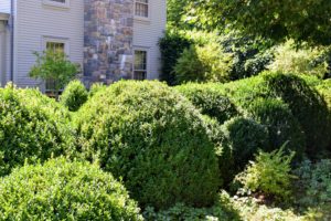 These boxwoods are just outside my Winter House - not far from the peonies. Some of these did need some heavy pruning, but they are looking very strong. It is interesting to see that some areas were much more affected than others.