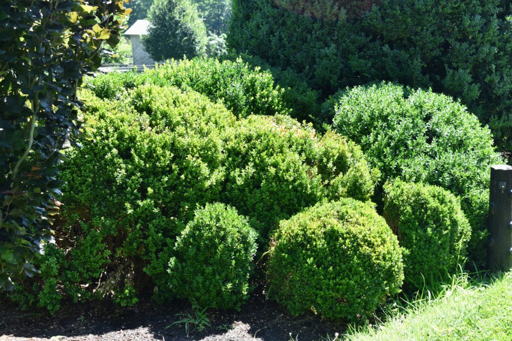 Caring for the Boxwood at My Farm - The Martha Stewart Blog