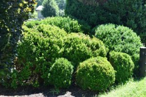 Around the farm, all the boxwoods are looking full and green once again. When caring for boxwoods, always water deeply, as frequent, shallow irrigation will not reach the root zone of the growing boxwood.