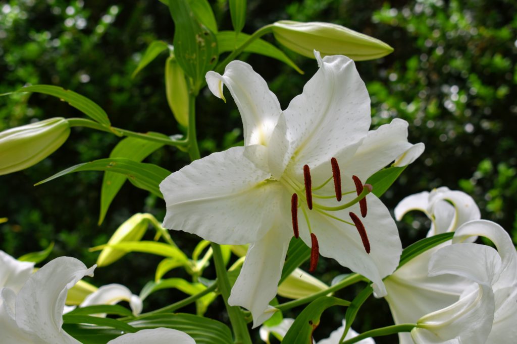 Staking the Lilies in My Summer House Garden - The Martha Stewart Blog