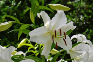 Oriental lily 'Casa Blanca' is the most spectacular white. It has huge, white flowers that are richly fragrant and outward facing.