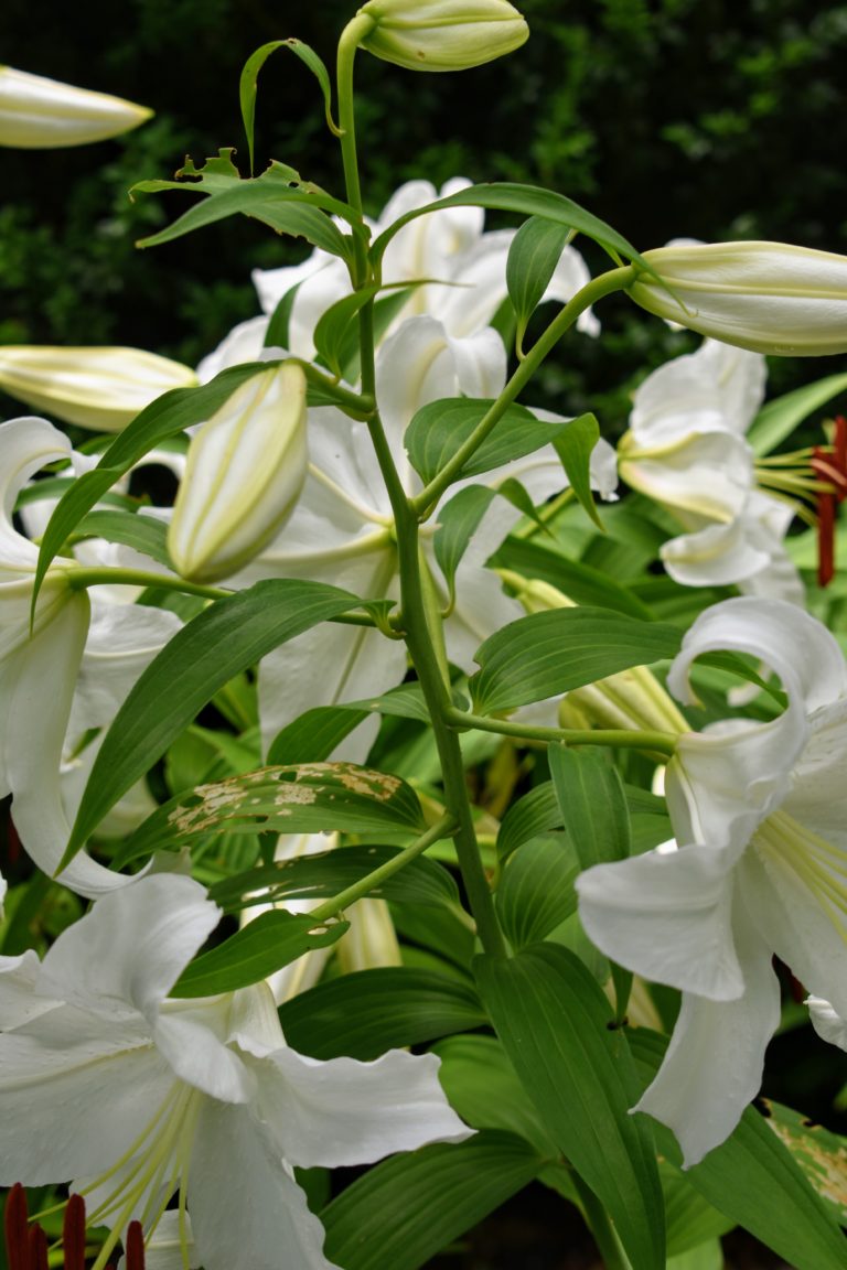 Staking the Lilies in My Summer House Garden - The Martha Stewart Blog