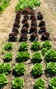And don't forget all the lettuce. Lettuce is a fairly hardy, cool-weather vegetable that thrives when the average daily temperature is between 60 and 70-degrees Fahrenheit. Look how beautiful these lettuces are growing.