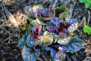 This is Ajuga 'Black Scallop' - a unique perennial in the mint family Lamiaceae, with most species native to Europe, Asia, Africa, and southeastern Australia. Ajuga has lush dark burgundy-black foliage that blankets the ground when mature.