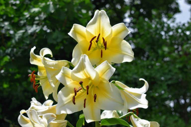 Staking the Lilies in My Summer House Garden - The Martha Stewart Blog