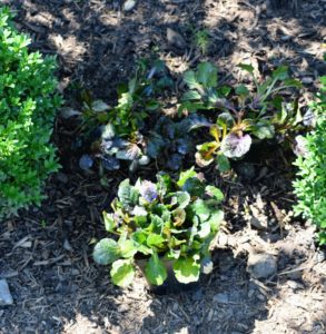 After experimenting with the potted plants, we decided to place three in between each boxwood shrub - two in the back and one in front. In landscape design, many gardeners go by the rule of planting in odd numbers for variance and repetition.
