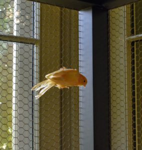 If you choose to keep canaries, be sure to get the largest cage your budget allows, so they have ample room to exercise. Canaries need room to flap their wings and fly from perch to perch.