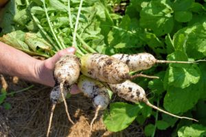 Daikon is a mild-flavored winter radish usually characterized by fast-growing leaves and a long, white, napiform root. Daikon is a staple in Asian cuisine, often pickled, served in a stir-fry, or simply eaten raw for a crunchy bite.