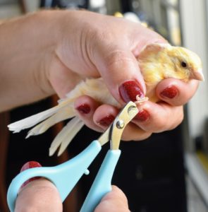 As they are moved from one cage to the other, Enma clips its nails, one by one. This is important because the nails grow long in the cage and can actually get in the way. Canary nails need to be clipped every six months or so.