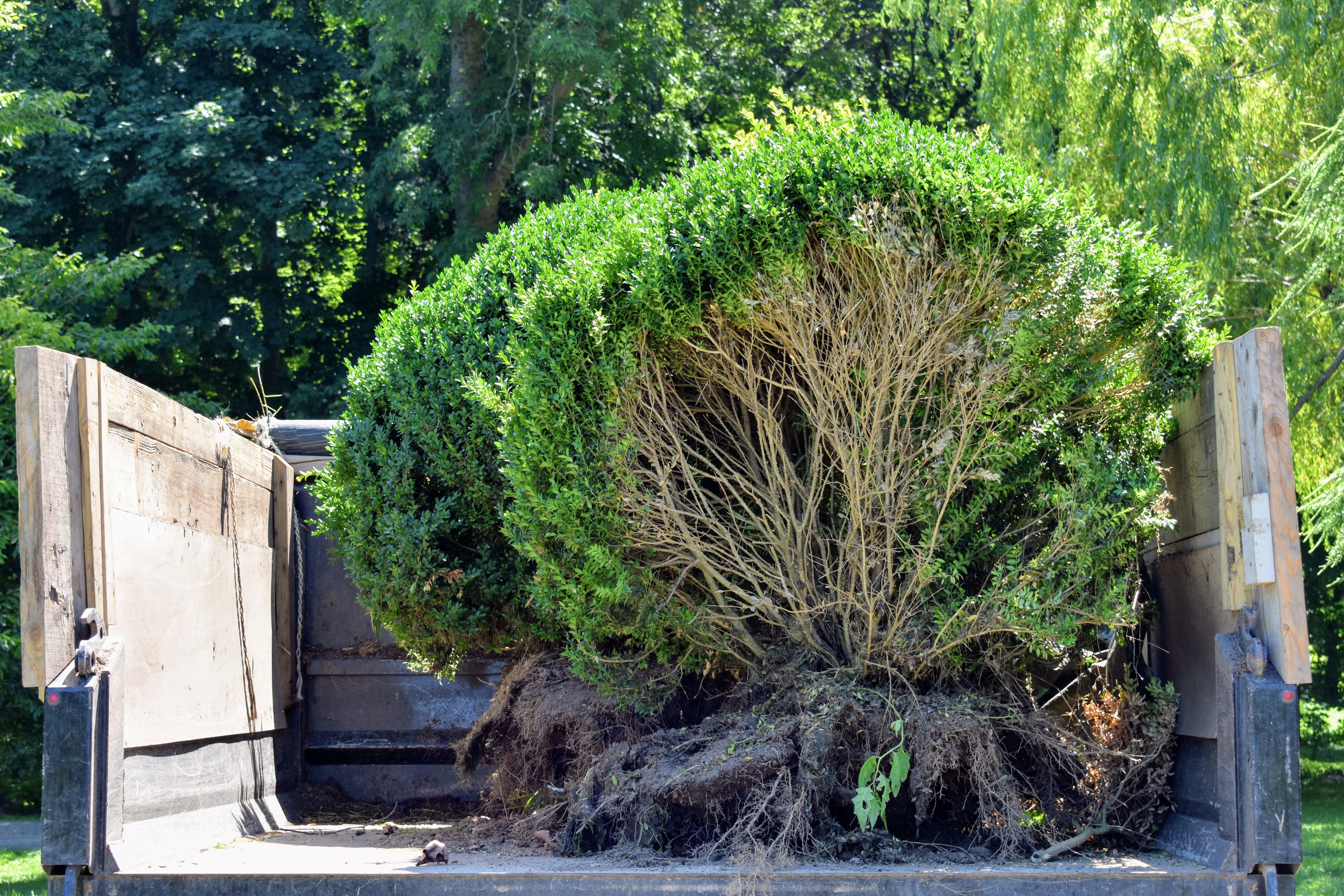 Garden Answer - There were quite a few comments about the weeping willow in  the background of our boxwood hedge planting video. Here's a closer look at  it in all its fall