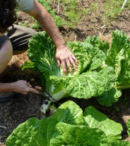 Nappa cabbage, which is sometimes called Chinese cabbage, is milder and more tender than some of its cabbage counterparts.