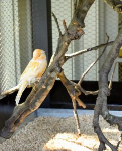 The branches in the cage are cut from the fruit trees on the farm and are changed regularly. They provide ample perching areas.