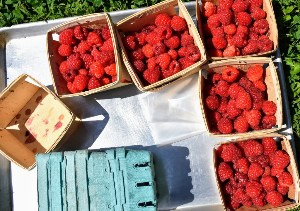 Picking the Season's Raspberries at My Farm - The Martha Stewart Blog