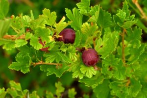 Gooseberries are not difficult to pick, but the stems are thorny, so care must be taken when harvesting the fruits.