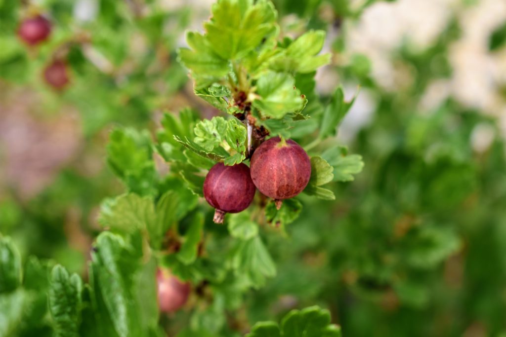 Picking Summer Gooseberries - The Martha Stewart Blog