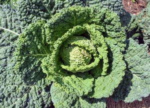 The leaves of the Savoy cabbage are more ruffled and a bit more yellowish in color than the green cabbages. To get the best health benefits from cabbage, it’s good to include all three varieties into the diet – Savoy, red, and green. And, don’t forget, cabbage can be eaten cooked and raw.