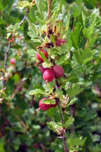 ‘Hinnonmaki Red’ is an introduction from Finland. The small to medium bushes are upright and easy to harvest. Gooseberries begin producing fruit one year after planting, and are generally very dependable every year following.