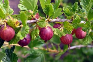 The ‘Hinnonmaki Red’ gooseberry has a unique tart and sweet taste combination. They’re great for making pies and jams, but are also tasty when eaten fresh from picking.
