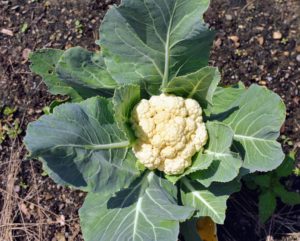These beautiful cauliflower heads are brimming with nutrients. They hold plenty of vitamins, such as C, B, and K.