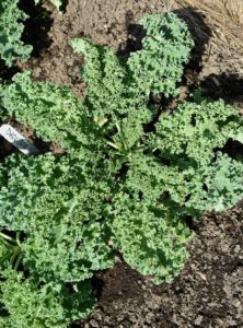Kale or leaf cabbage is a group of vegetable cultivars within the plant species Brassica oleracea. They have purple or green leaves, in which the central leaves do not form a head. This is 'Darkibor' - the plants are tall, growing up to three-feet.