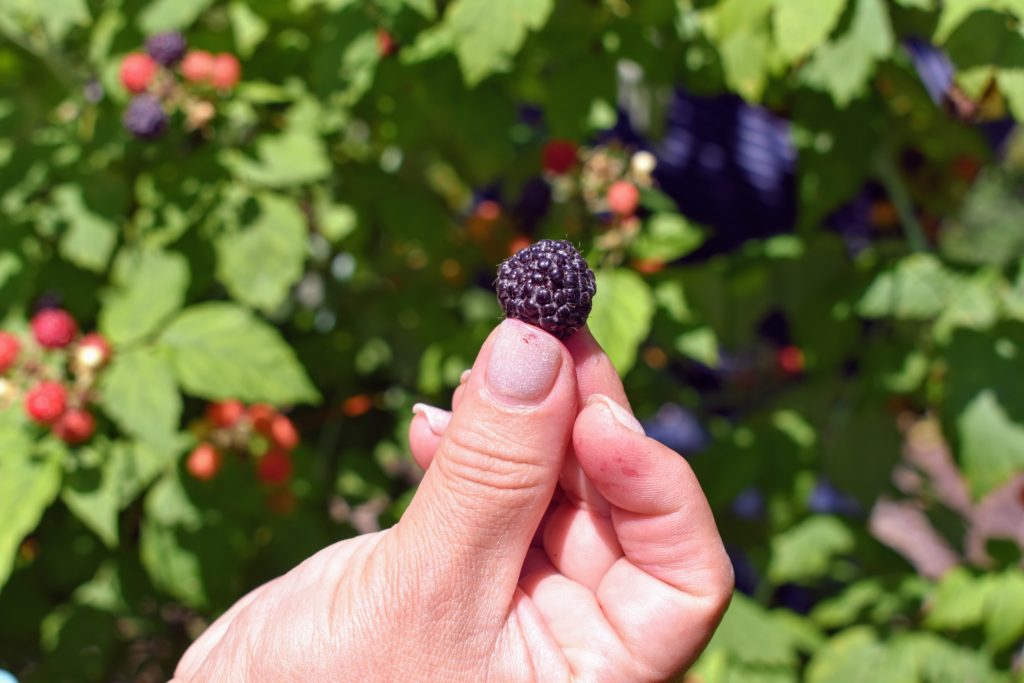 Picking The Season's Raspberries At My Farm - The Martha Stewart Blog