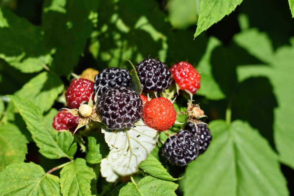 Picking the Season's Raspberries at My Farm The Martha Stewart Blog