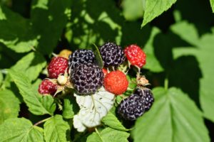 This black raspberry plant is a high producing early variety whose upright growth makes it easy for picking.