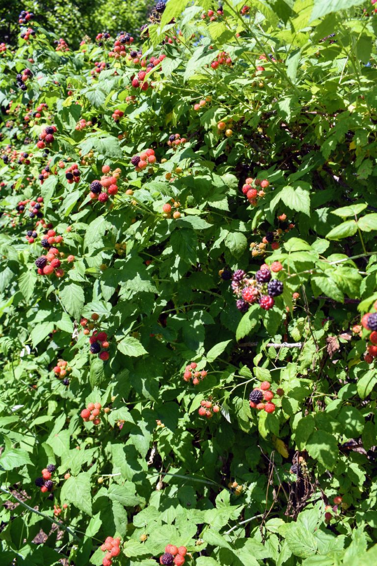 Picking The Season's Raspberries At My Farm - The Martha Stewart Blog