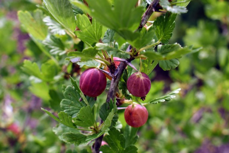 Picking Summer Gooseberries - The Martha Stewart Blog