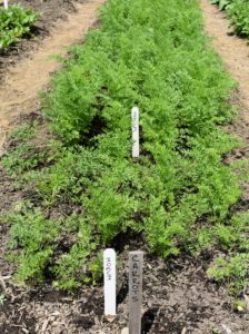 Here is our bed of carrots. In the front we have 'Mokum' carrots, which have attractive, slender roots. They have cone-shaped, seven-inch long roots with good eating quality in summer and fall.