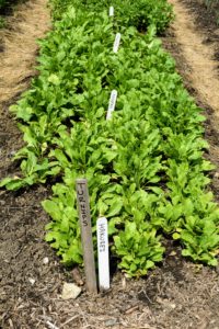 Turnips are versatile vegetables since both the root and the greens are edible. This year, among the varieties we are growing are 'Hakurai', 'Niseko', and 'Milan'.